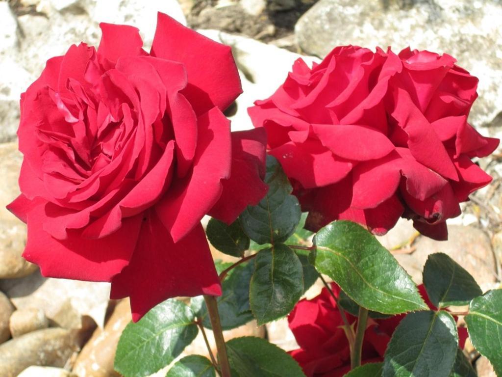 Le Mas Vieux Graveson Ngoại thất bức ảnh